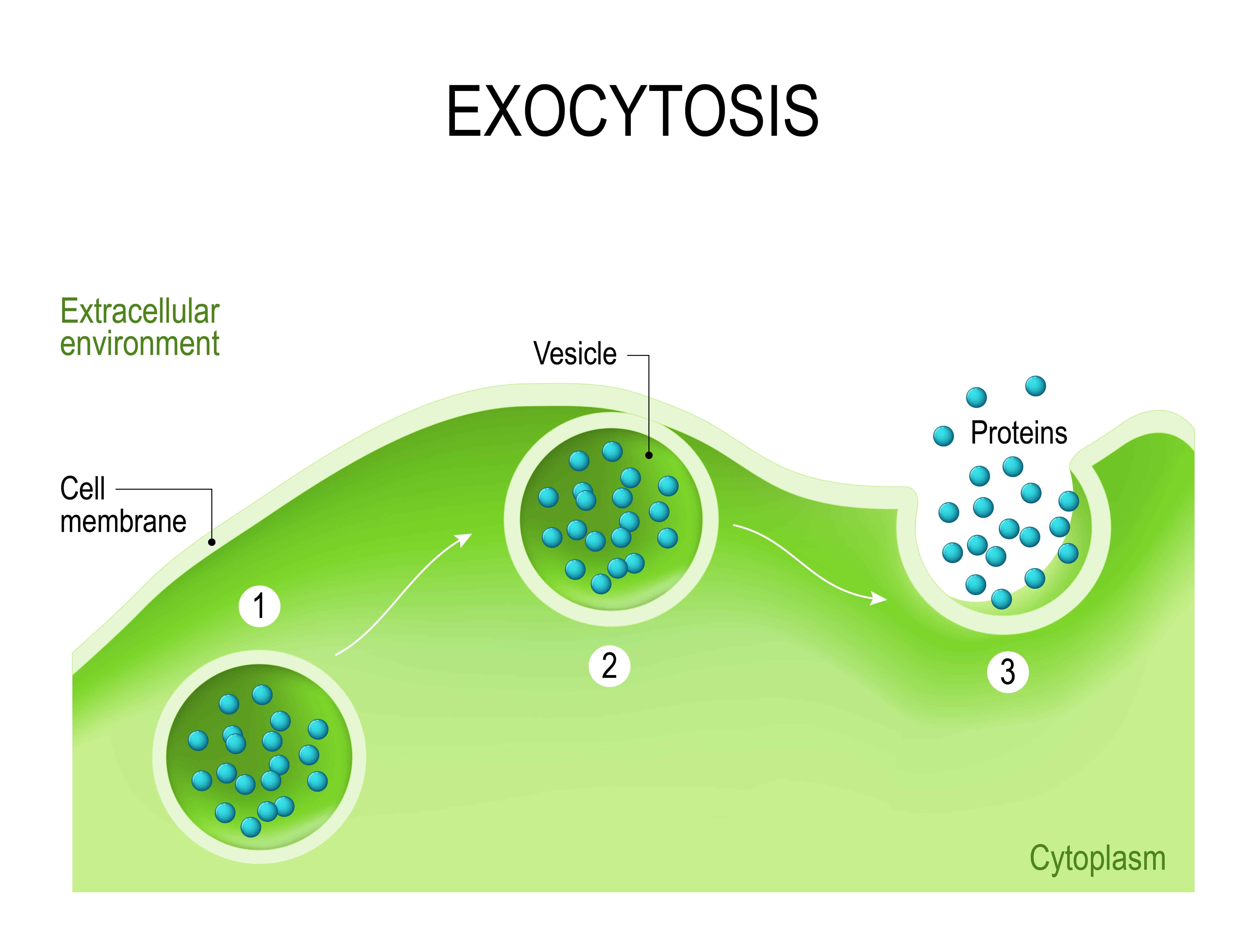 7 Different Types Of Active Transport PopOptiq