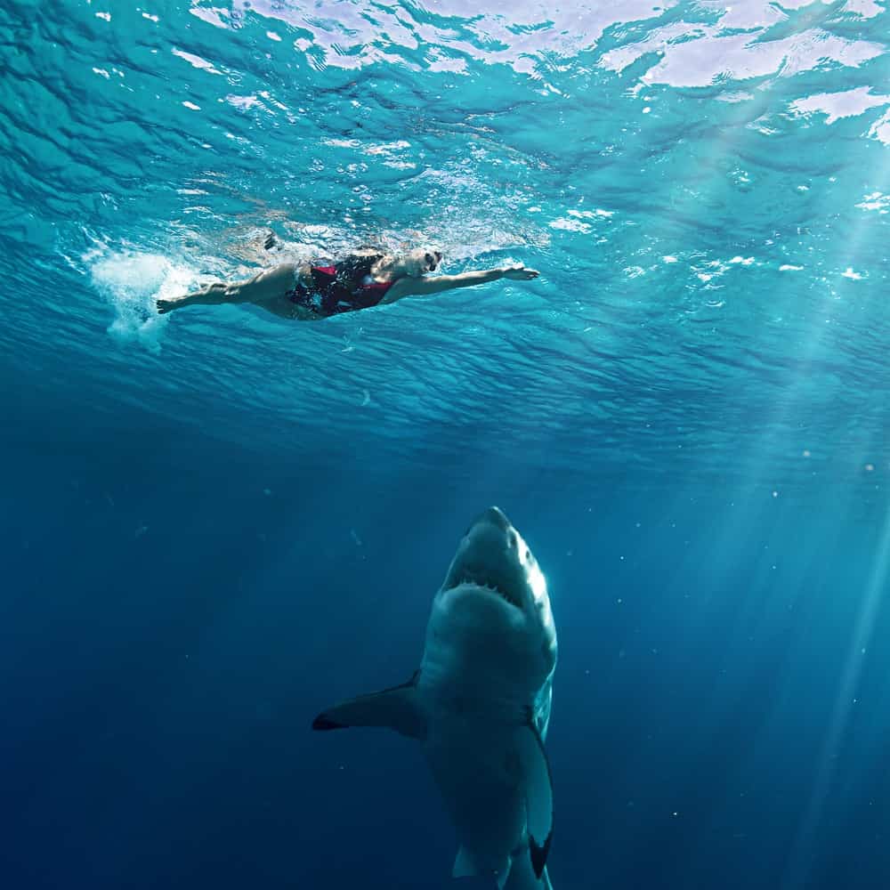 Although your chances are only one in 11.5 million of being attacked by a shark, that is still more likely to happen than you winning a Powerball contest.