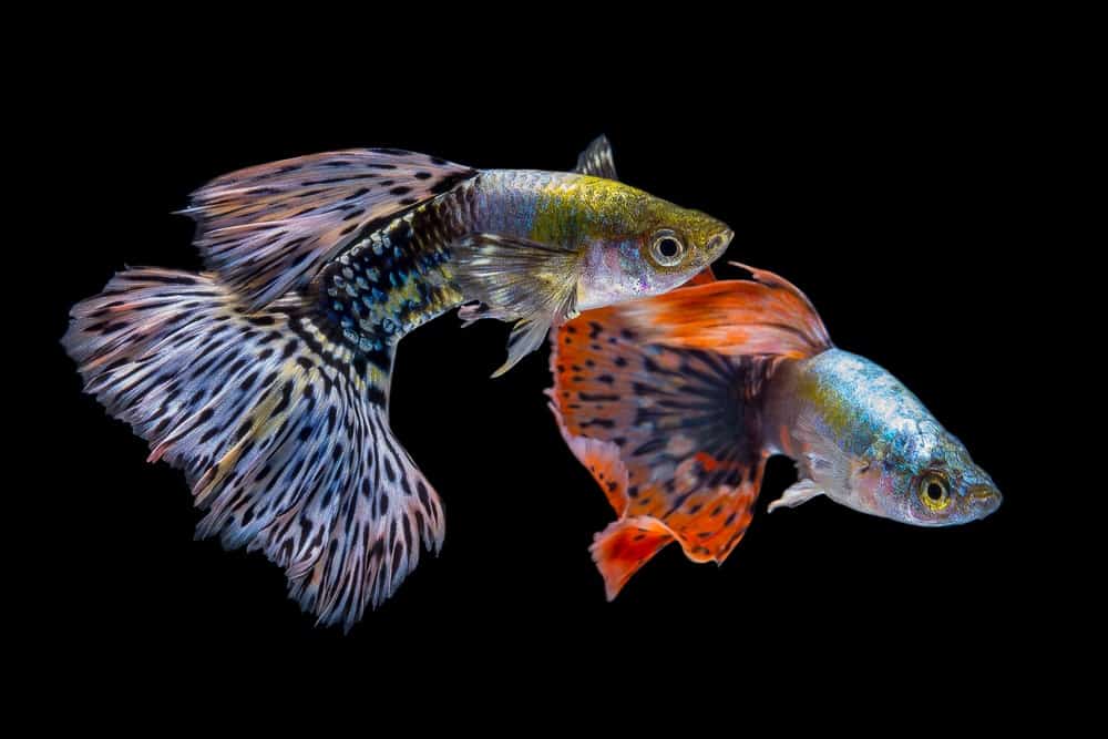 44 Different Types of Guppies (Plus Fun Facts)