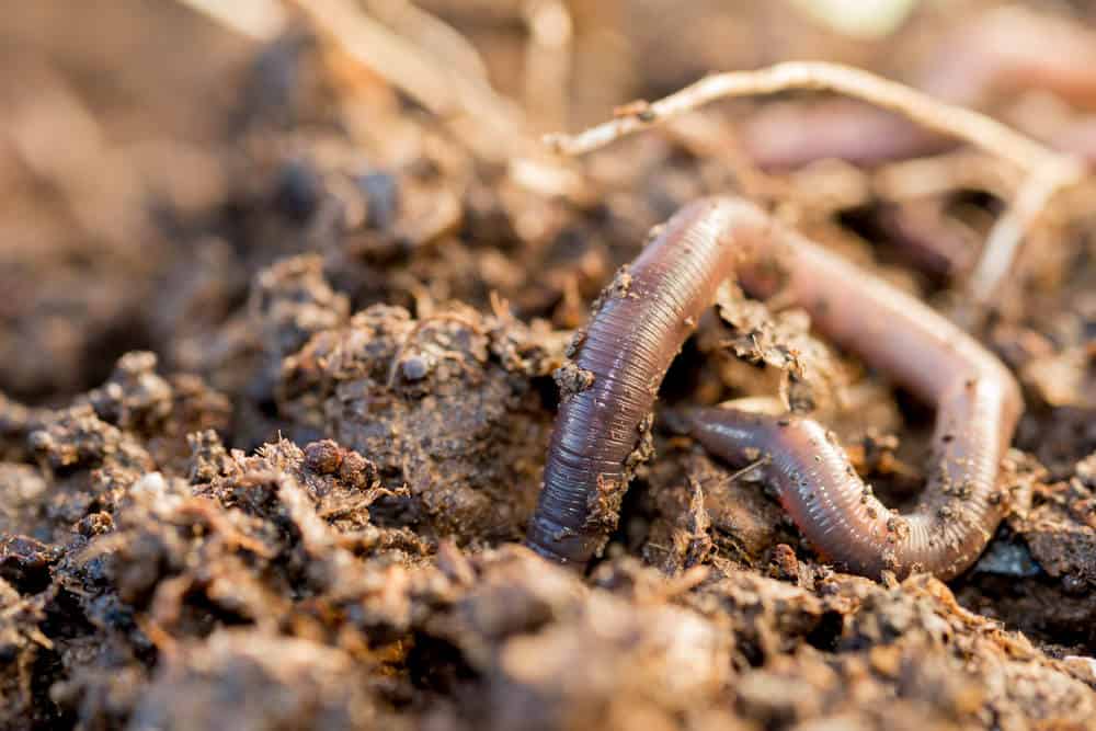 What Are The Different Species Of Worms