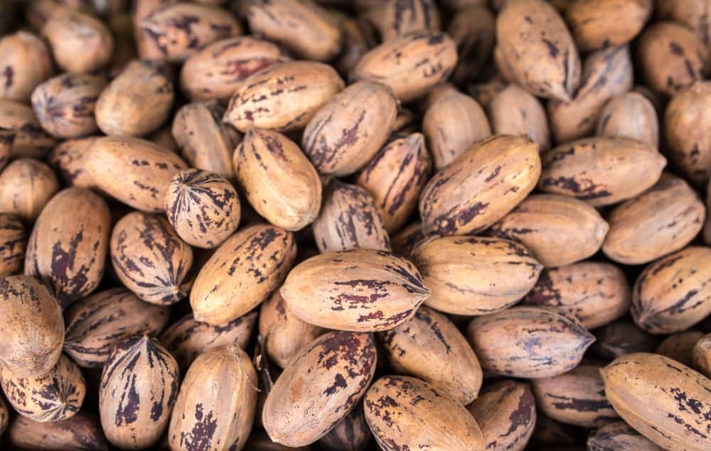 12-different-types-of-pecans