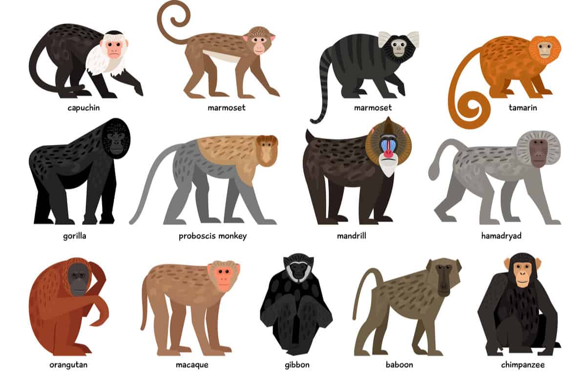 13 Different Types Of Monkeys From Around The World