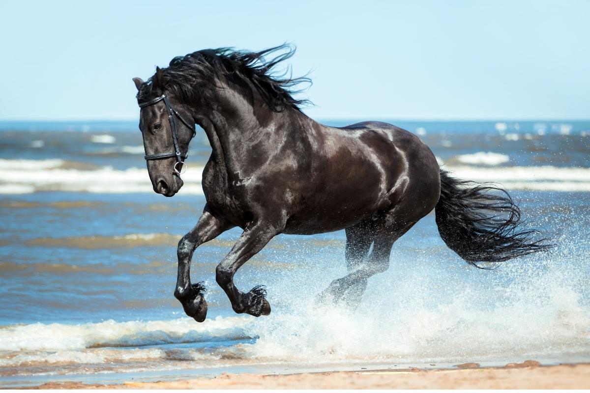 A photo of black Friesian horse runs gallop on the water on the coast.